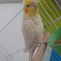 عروس هلندی  نر