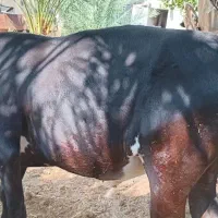 گاو و گوساله|حیوانات مزرعه|اسیر, |دیوار