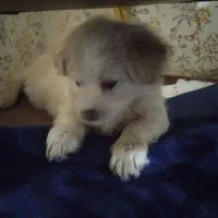 سگ شیتسو تلیر