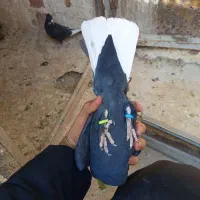 ماده زاغ دمسفید .با دوتا جوجه پلنگ