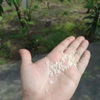 برنج هاشمی  انزلی دوالکه خالص و مستقیم از کشاورز