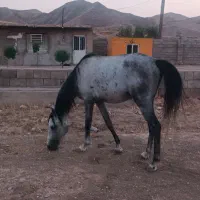 اسب نر ، دوساله ، مدارک دار|اسب و تجهیزات اسبسواری|مسجد سلیمان, |دیوار