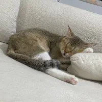 واگذاری گربه بریتیش