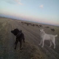 سگ گمشده