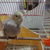 یک دونه عروس هلندی ماده