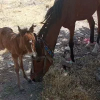 مادیون یورقه خود راه