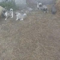 توله سگ نردورگه|سگ|پارسآباد, |دیوار