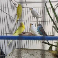 7عدد مرغ عشق