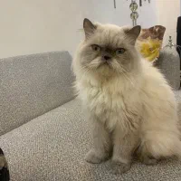 گربه هیمالین ۳ ساله - ماده - بسیار مهربان و خانگی