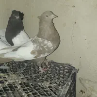 کبوتر سینه ای|پرنده|رامهرمز, |دیوار