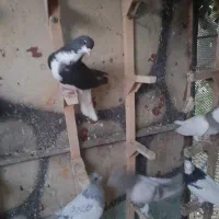 .شهری.سوسنی.سینه‌.ماده|پرنده|مرودشت, ثبت احوال|دیوار