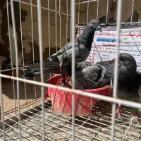 کبوتر پلاکی عراق وارداتی با شناسنامه مقام۱۷در ۹۰۰