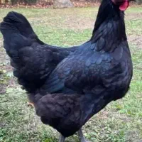 مرغ و خروس مشکی  سفید سربری (ذبح تلفنی انجام میشه)