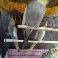 فروش عروس هلندی پنج شیش ماهه|پرنده|تنکابن, |دیوار