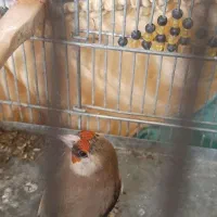 سهره داغ سر