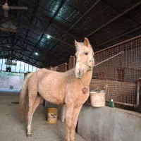 خرید فروش اسب اصیل ترکمن|اسب و تجهیزات اسبسواری|مشهد, میان ولایت|دیوار