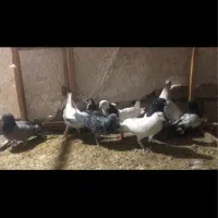 ۱۰ تا کفتر رنگه و المانی صید قلدور|پرنده|مشهد, نوده|دیوار