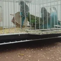 6 عدد مرغ عشق دستی نیمه دستی و نژاد خاص فول بلک|پرنده|مشهد, شهید آوینی|دیوار