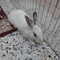 خرگوش لوپ و مینیاتوری و ساده و وسایل|موش و خرگوش|شیراز, کوشک میدان|دیوار