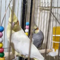عروس هلندی|پرنده|ماکو, |دیوار
