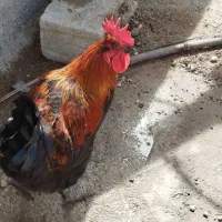 مرغ و خروس محلی