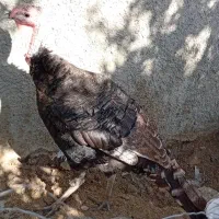 بوقلمون نر و ماده|حیوانات مزرعه|کوار, |دیوار