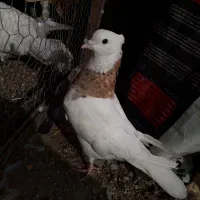 کفترطوقی هفت رنگ بدون غلطی فروش بومی وکلی صدعدد|پرنده|اصفهان, شهرک صنعتی امیرکبیر (شاپور جدید)|دیوار
