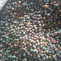 بن ،پسته کوهی ،خریدارم