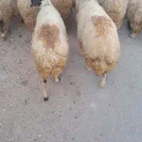 گوسفندداشتی جوان|حیوانات مزرعه|شباب, |دیوار