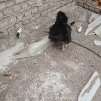 جوجه قوغاز و جوجه مرغ گلین