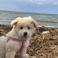 سگ پاپی شیتزو