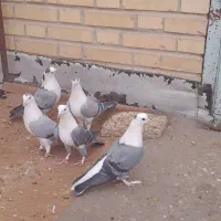 کربلائی جوانه پرشی