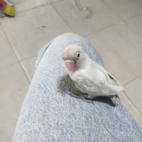 برزیلی فول رام