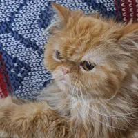 گربه پرشین ماده|گربه|ارومیه, |دیوار