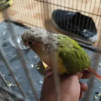 فروش جوجه چهار ماهه کرینچیک