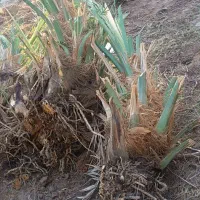 پاجوش (جنگ)مضافتی کنده آماده رسیده تضمینی|گل و گیاه طبیعی|ریگان, |دیوار