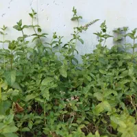 نعنا با ریشه