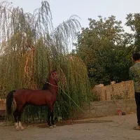 کرد شش دونگ