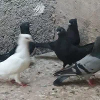 کبوتر سفید و سیاه