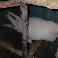 کبوتر فوق پرشی