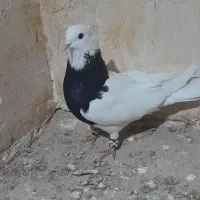 طوقی سیاه نر،ساده سبز نر،کله بادمجان نر|پرنده|قوچان, |دیوار