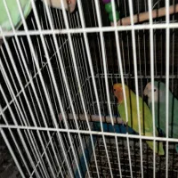 کوتول برزیلی