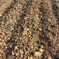 سیب زمینی کلمبا|خوردنی و آشامیدنی|داران, |دیوار