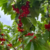 زمین وباغ کشاورزی