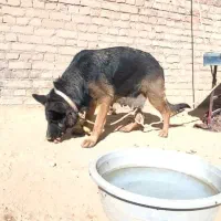 سگ ژرمن|سگ|میاندوآب, |دیوار