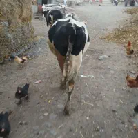 دوراس گاوبه فروش میرود|حیوانات مزرعه|ویلکیج, |دیوار