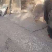 سگ بامراروباهی