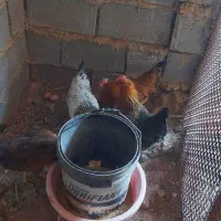 مرغ تخمگذار