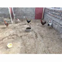 خروس