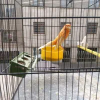 قناری رسمی نر|پرنده|تهران, قلمستان|دیوار